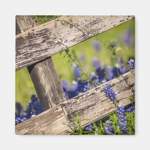 Texas Bluebonnets um einen Länderzaun Magnet