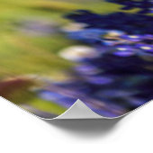 Texas Bluebonnets um einen Länderzaun Poster (Ecke)