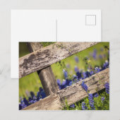 Texas Bluebonnets um einen Länderzaun Postkarte (Vorne/Hinten)