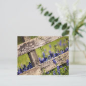 Texas Bluebonnets um einen Länderzaun Postkarte (Stehend Vorderseite)