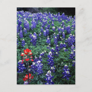 Texas Bluebonnets und Indischer Pinsel Postkarte