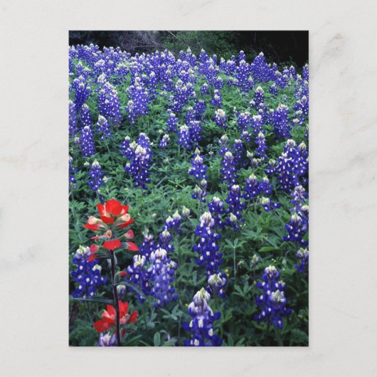 Texas Bluebonnets und Indischer Pinsel Postkarte (Vorderseite)