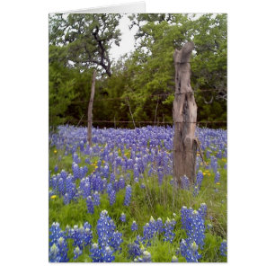 Texas Bluebonnets und Naturholzzäuner