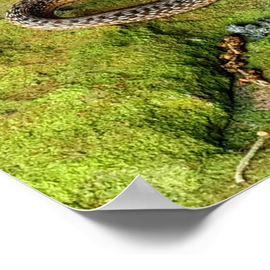 Texas braune Schlange Poster (Ecke)