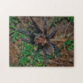 Texas Brown Tarantula Puzzle (Horizontal)