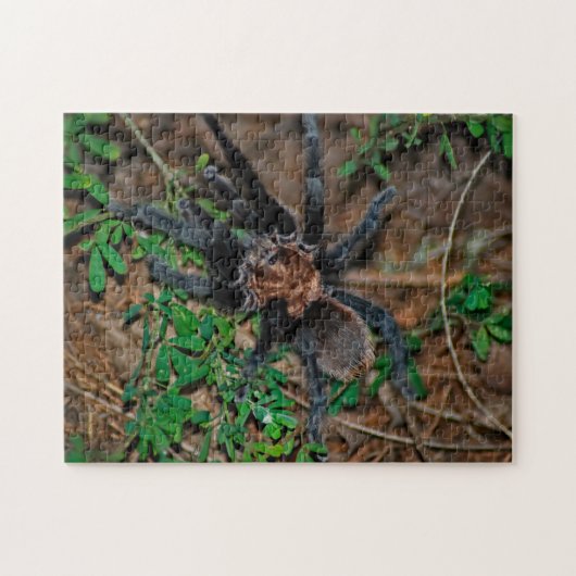Texas Brown Tarantula Puzzle (Horizontal)