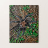 Texas Brown Tarantula Puzzle (Vertikal)