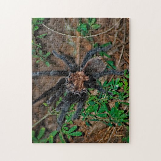 Texas Brown Tarantula Puzzle (Vertikal)