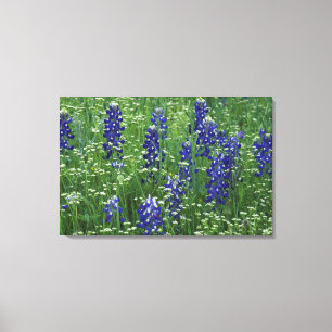 Texas, Buchanan-See. Texas Bluebonnet und Wild Leinwanddruck