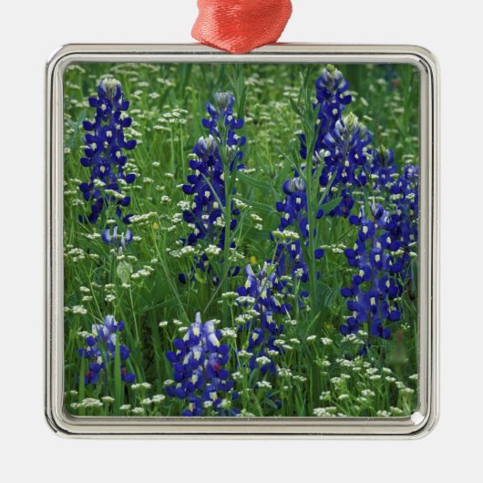 Texas, Buchanan-See. Texas Bluebonnet und Wild Silbernes Ornament (Vorne)