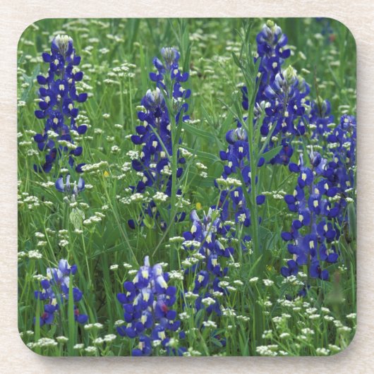 Texas, Buchanan-See. Texas Bluebonnet und Wild Untersetzer (Vorderseite)