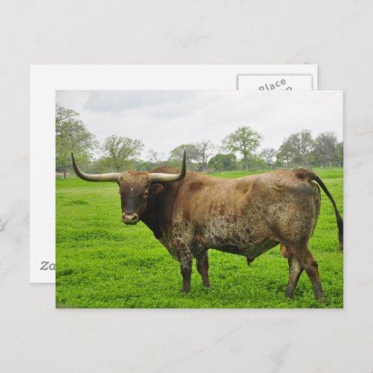 Texas Burnt Orange Longhorn Steer Postkarte (Vorne/Hinten)
