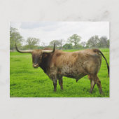 Texas Burnt Orange Longhorn Steer Postkarte (Vorderseite)