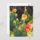 Texas Cactus 2 Postkarte (Vorne/Hinten)