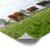 Texas Cattle and Old Red Barn Poster (Ecke)