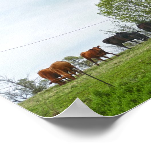 Texas Cattle and Old Red Barn Poster (Ecke)