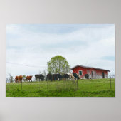 Texas Cattle and Old Red Barn Poster (Vorne)
