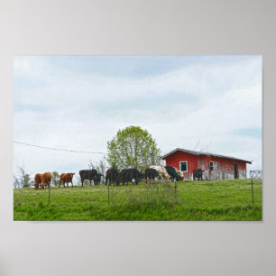 Texas Cattle and Old Red Barn Poster