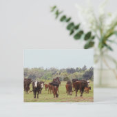 Texas Cattle Postkarte (Stehend Vorderseite)