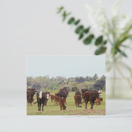 Texas Cattle Postkarte (Stehend Vorderseite)