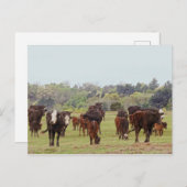 Texas Cattle Postkarte (Vorne/Hinten)