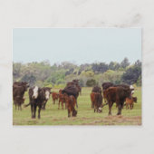 Texas Cattle Postkarte (Vorderseite)