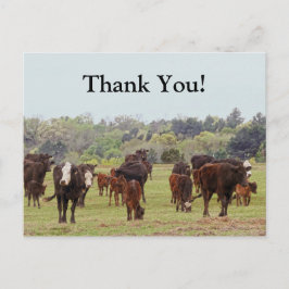 Texas Cattle Postkarte