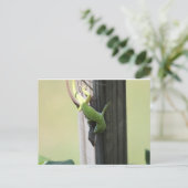 Texas Chamelions Postkarte (Stehend Vorderseite)