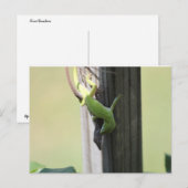 Texas Chamelions Postkarte (Vorne/Hinten)