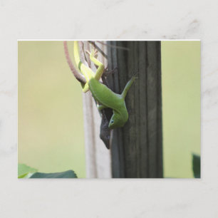 Texas Chamelions Postkarte