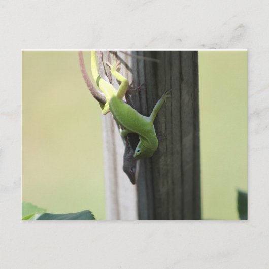Texas Chamelions Postkarte (Vorderseite)