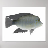 Texas Cichlid Poster (Vorne)