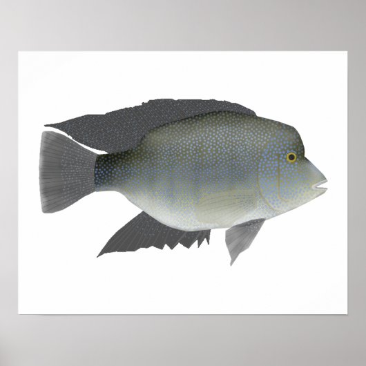 Texas Cichlid Poster (Vorne)
