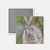 Texas Cottontail Kaninchen Magnet (Vorderseite/Rückseite)