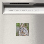 Texas Cottontail Kaninchen Magnet (In Situ (Geschirrspüler))