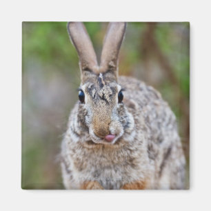 Texas Cottontail Kaninchen Magnet