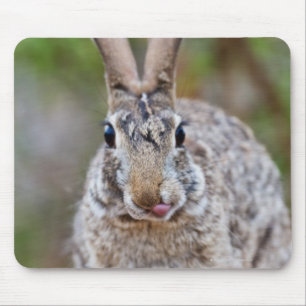 Texas Cottontail Kaninchen Mousepad