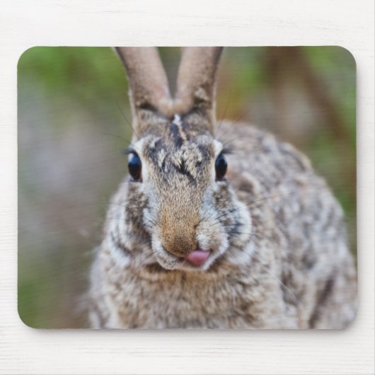 Texas Cottontail Kaninchen Mousepad (Vorne)