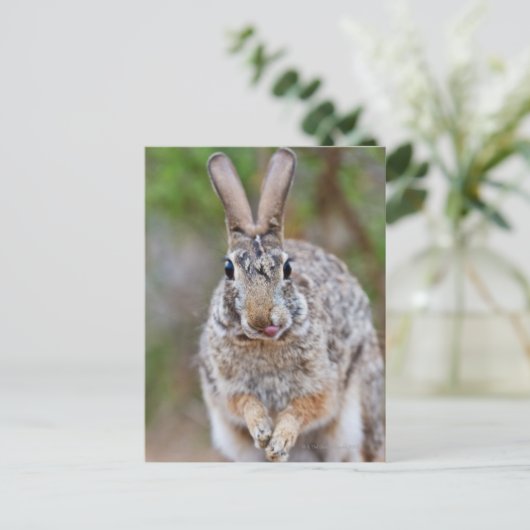 Texas Cottontail Kaninchen Postkarte (Stehend Vorderseite)