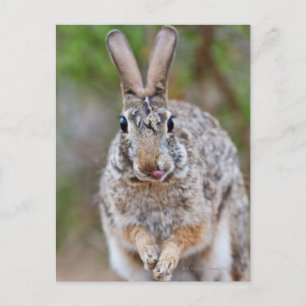 Texas Cottontail Kaninchen Postkarte