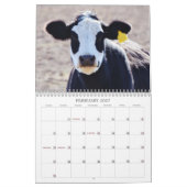 Texas Cows Fotokalender Kalender (Feb 2027)