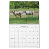 Texas Cows Fotokalender Kalender (Mär 2027)