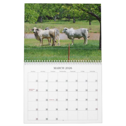 Texas Cows Fotokalender Kalender (Mär 2026)
