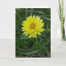 Texas Dandelion Notecards (Blank Inside) Karte