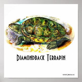 Texas-Diamondback-Terrapin Poster von Junglewalk