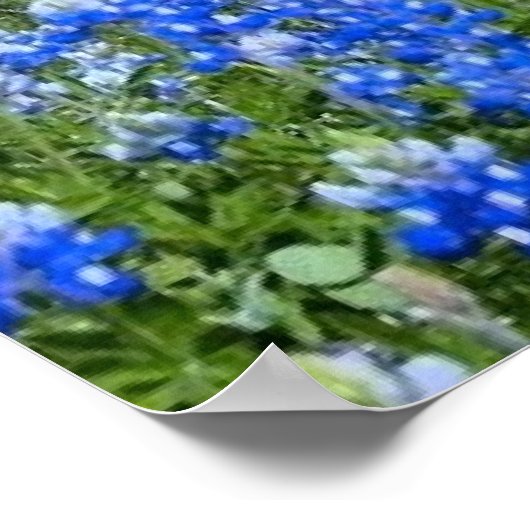 Texas Hill Country Bluebonnets/Kaktus Art Print Poster (Ecke)