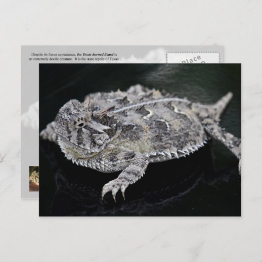 Texas Horned Lizard - Texas Staat Reptile Postkarte (Vorne/Hinten)