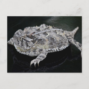Texas Horned Lizard - Texas Staat Reptile Postkarte