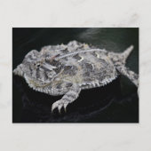 Texas Horned Lizard - Texas Staat Reptile Postkarte (Vorderseite)