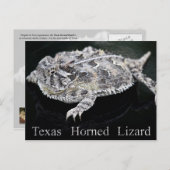 Texas Horned Lizard - Texas Staat Reptile Postkarte (Vorne/Hinten)